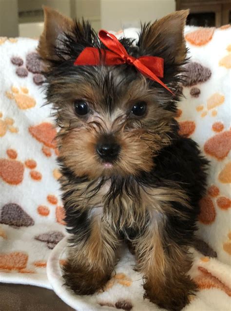 Yorkshire Terrier Puppy for Sale in SAINT CLOUD, Florida, 34772 US Nickname Litter of 3 3 male Yorkshire Parti Puppies healthy and playful ready for they're forever home. . Yorkie for sale
